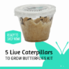 5 Live Caterpillars to grow butterflies kit