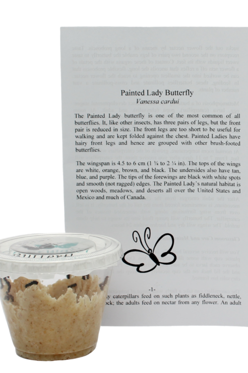 Live Cup of 5 Caterpillars to Grow Butterflies Kit Clearwater Butterfly