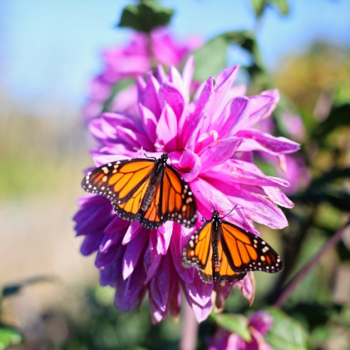 2 Monarchs on pink flower