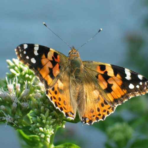Flying painted lady butterfly