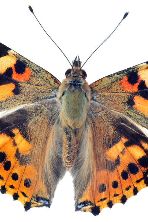 Live Cup of 5 Caterpillars to Grow Butterflies Kit Clearwater Butterfly
