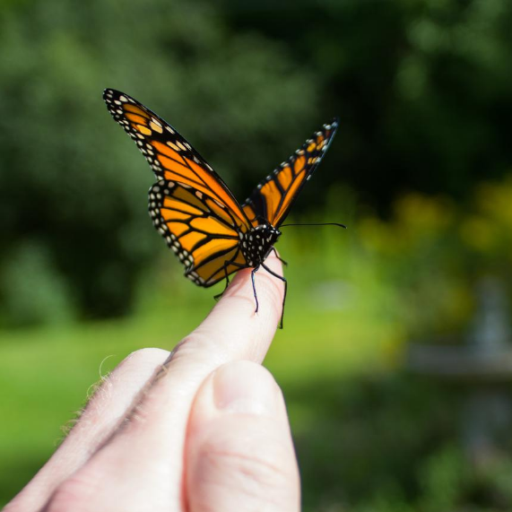 Holding a monarch butterfly before releasing to sky