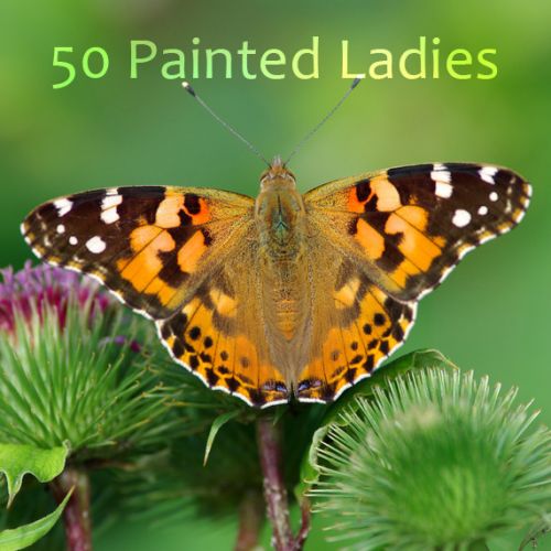 Beautiful Butterfly Releases for Weddings Clearwater Butterfly