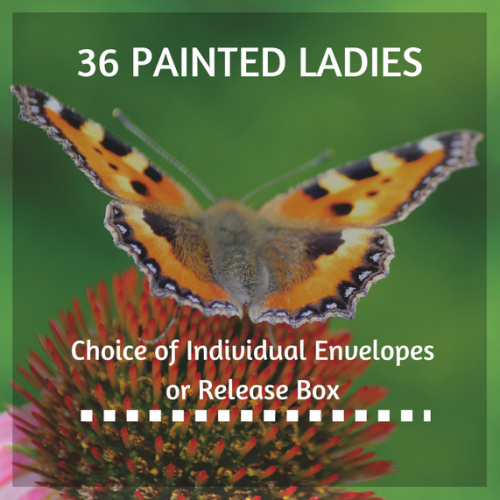 Beautiful Butterfly Releases for Weddings Clearwater Butterfly