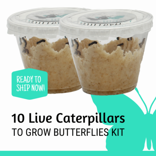 10 Live Caterpillars to Grow Painted Lady Butterflies Kit