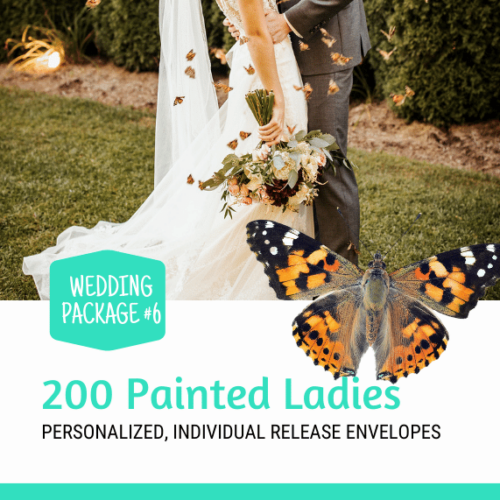 200 Painted Lady Butterflies Wedding Release Package