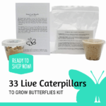 33 Caterpillars to Grow Painted Lady Butterflies Classroom School Kit