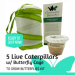 5 Live Caterpillars to Grow Butterflies Kit with cage