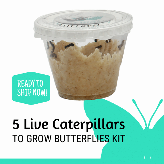 Butterfly Growing Kits Clearwater Butterfly