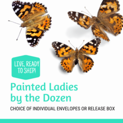 Painted Ladies by the dozen